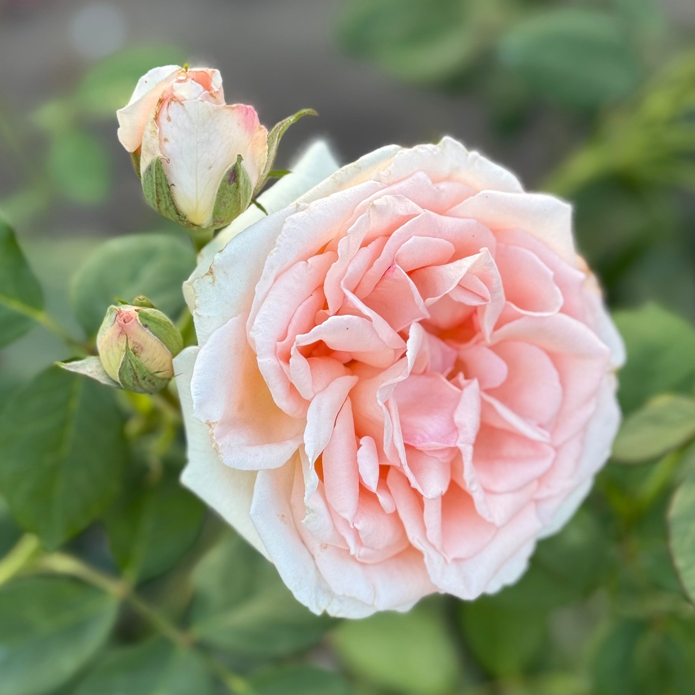 Pearly Gates Bare Root Climbing Rose