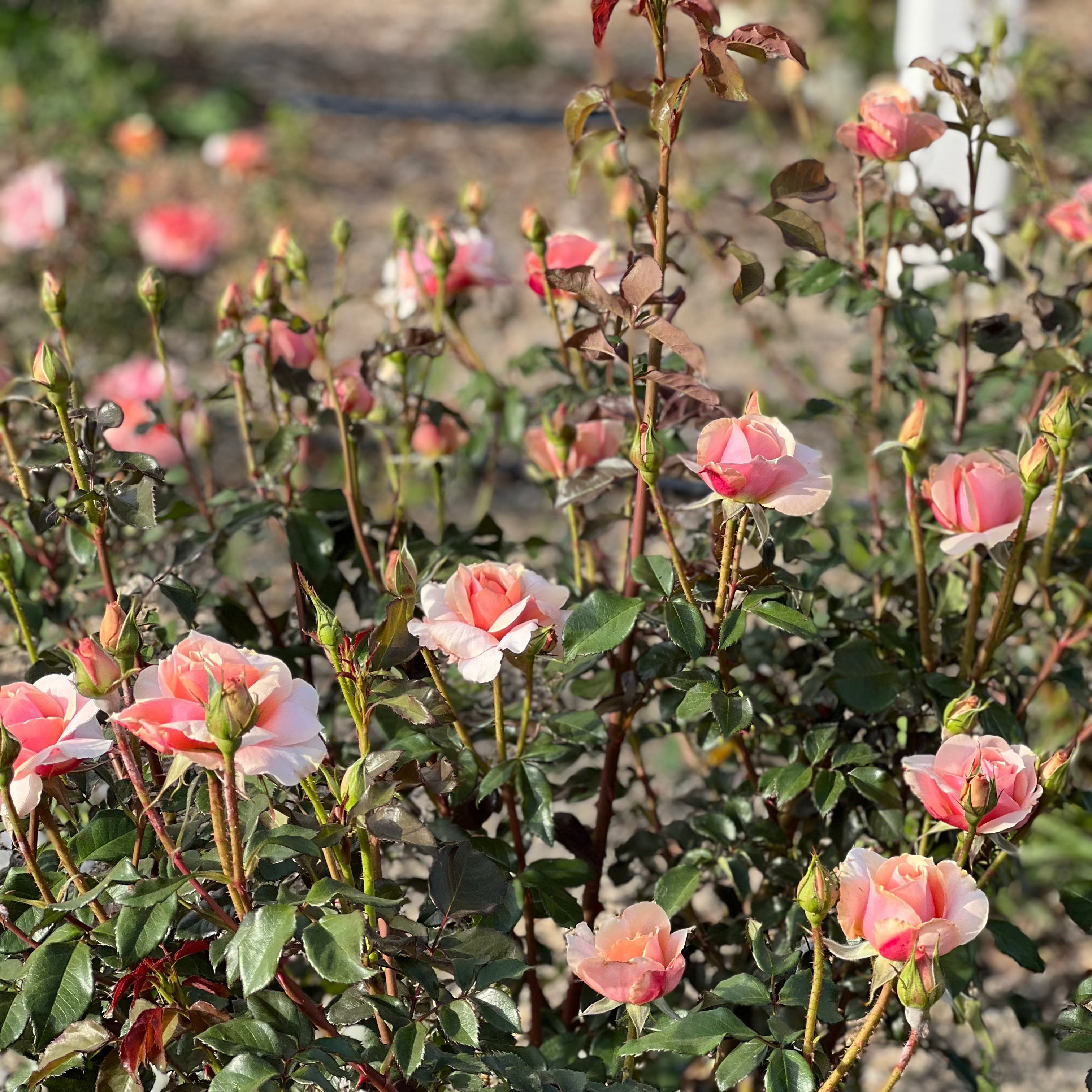 Sunbelt® Soul Sister™  Bare Root Rose Bush