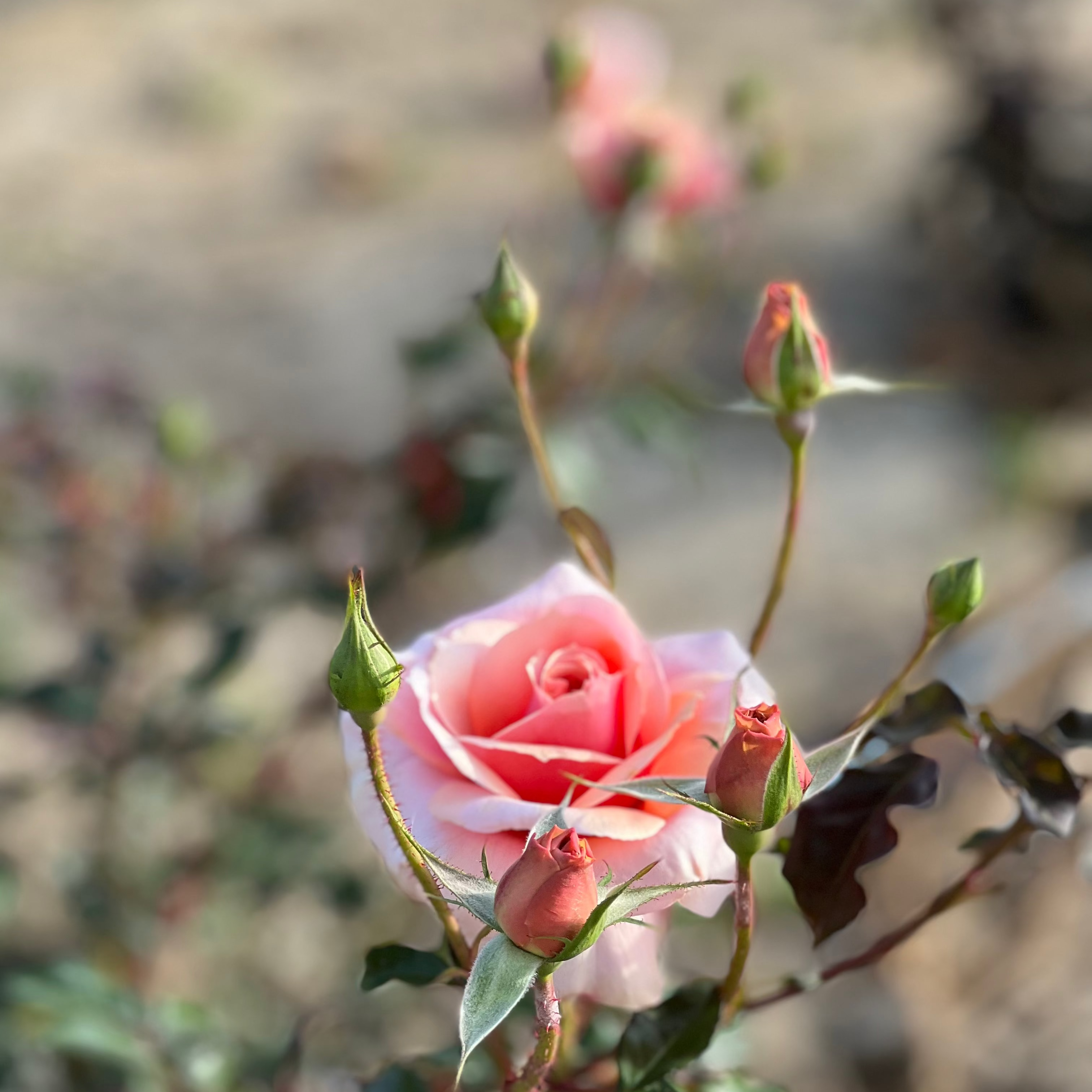 Sunbelt® Soul Sister™  Bare Root Rose Bush