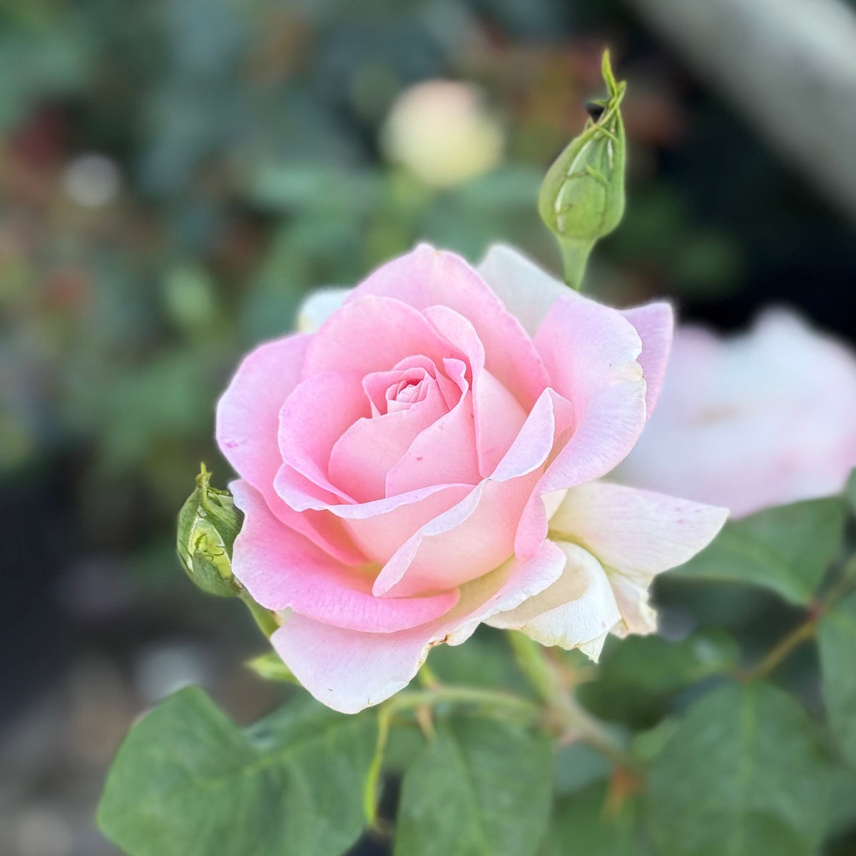 Falling In Love Tree Rose | Fragrant Pink Tree Rose | Grace Rose Farm