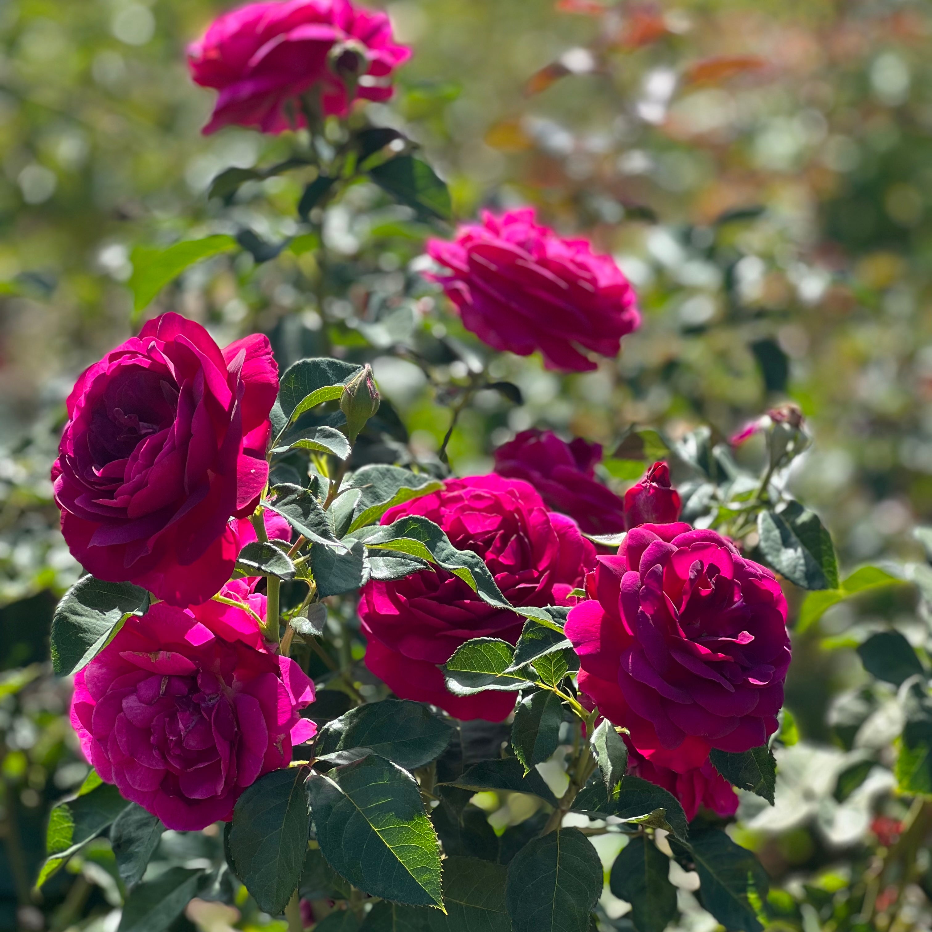 Ebb Tide™ Potted Tree Rose