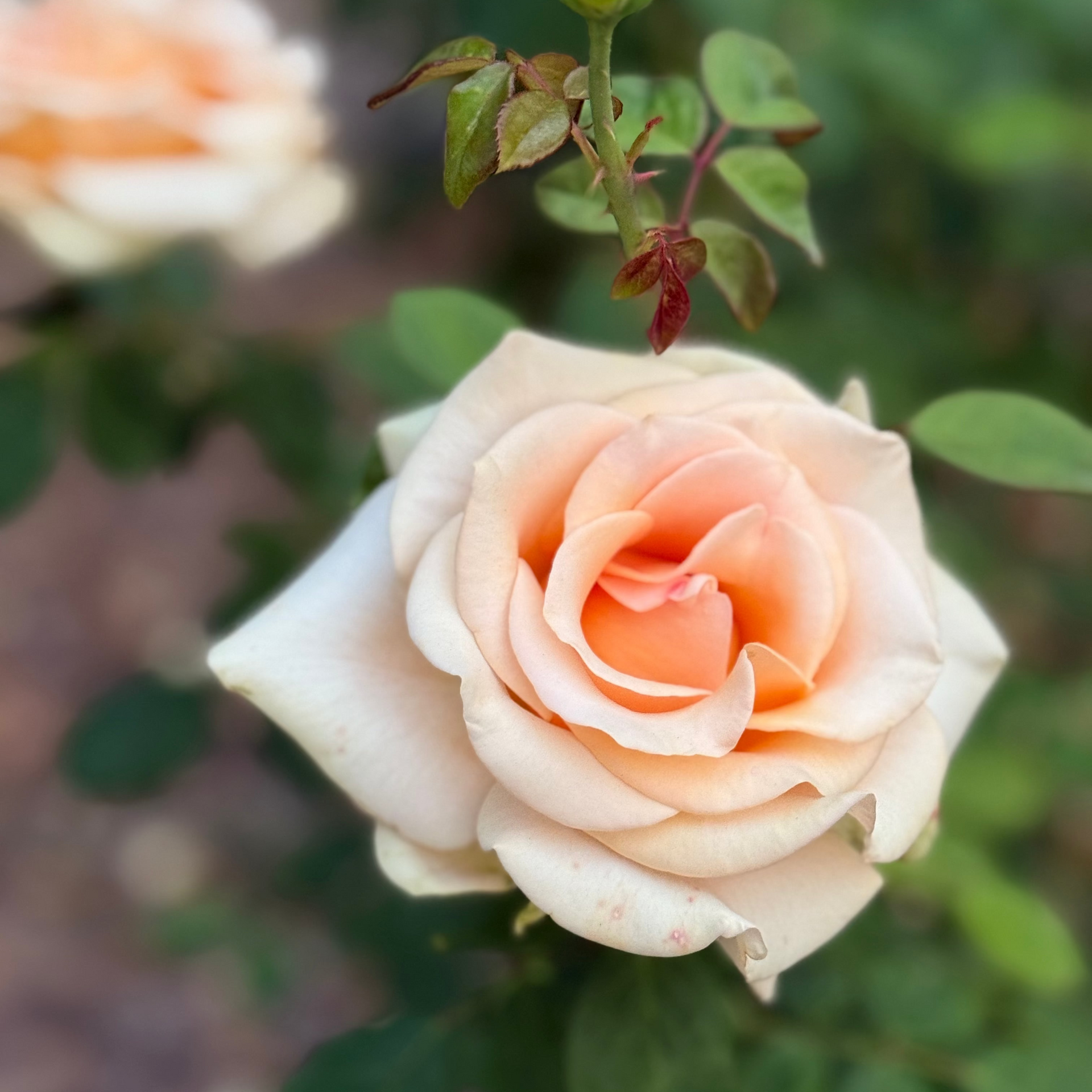 indoor tea rose plant care Beautiful Day Potted Rose Bush | Apricot Hybrid Tea Rose