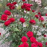 Ingrid Bergman® Bare Root Tree Rose