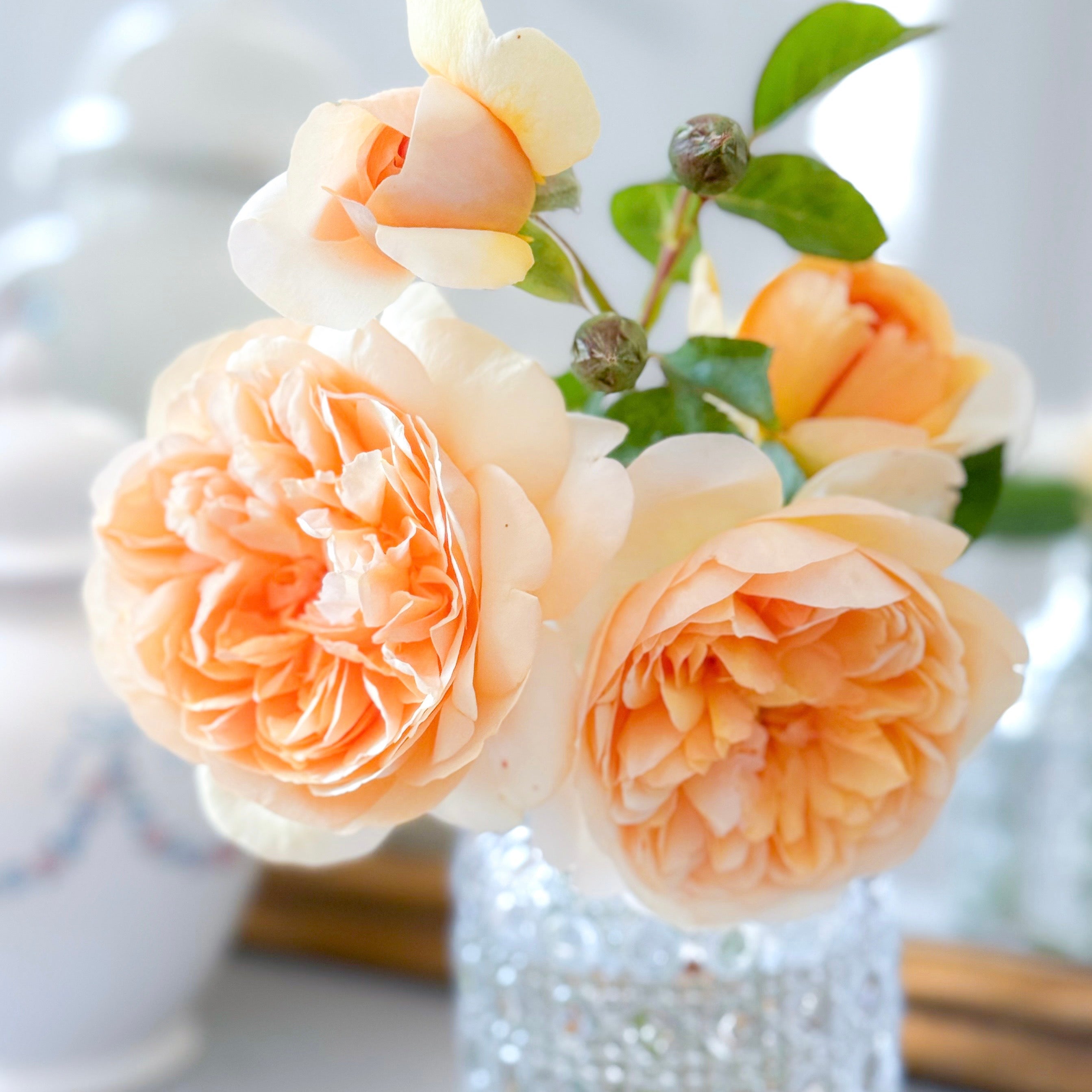 David Austin® Bring Me Sunshine Potted Rose - Grace Rose Farm