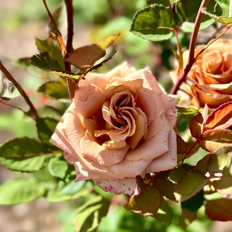 Toffee Potted Rose Bush