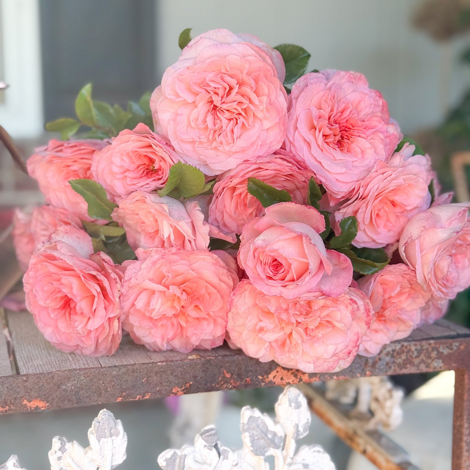 Sunbelt® Savannah™ Potted Rose Bush - Grace Rose Farm