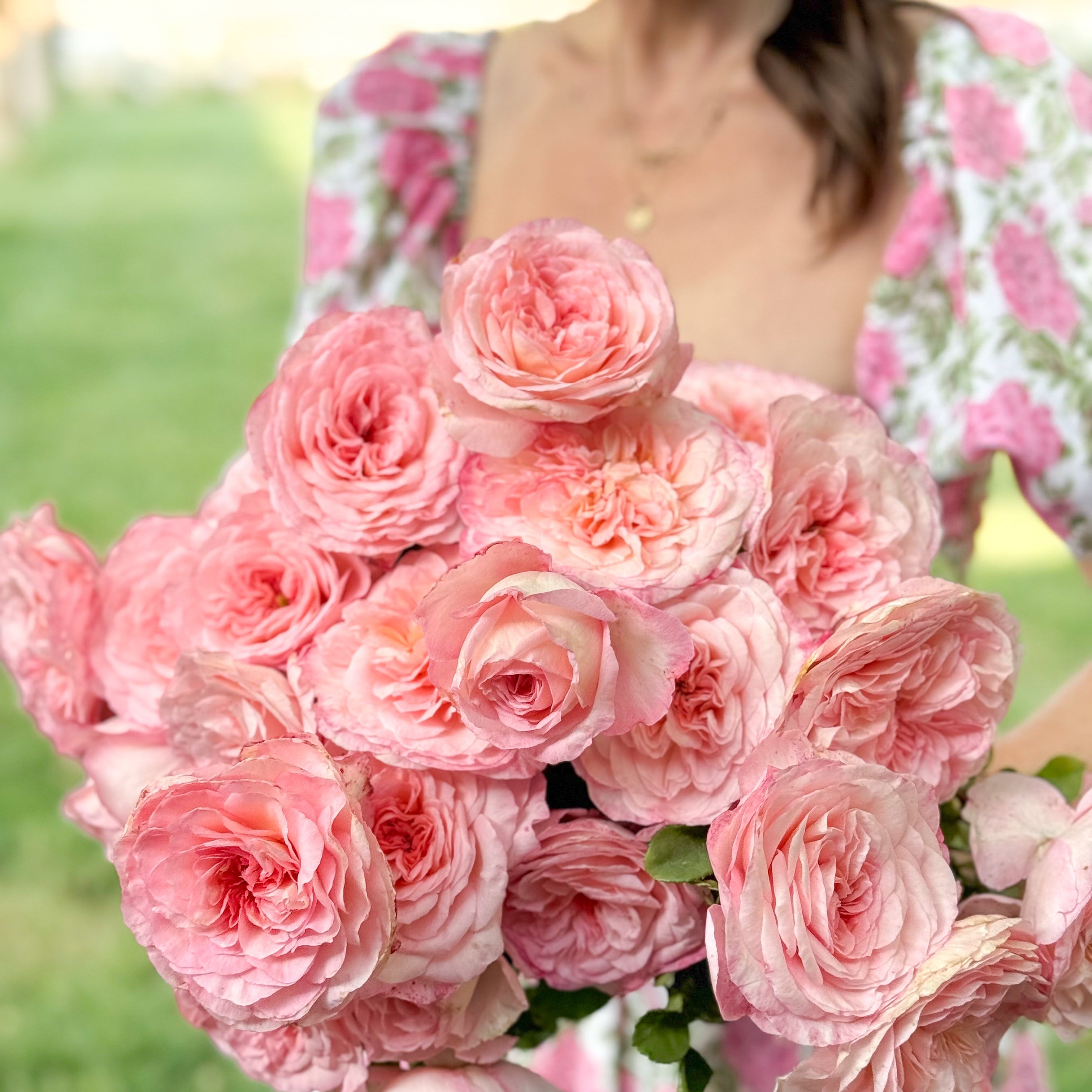 Sunbelt® Savannah™ Potted Rose Bush