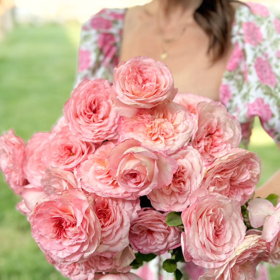 Sunbelt® Savannah™ Potted Rose Bush