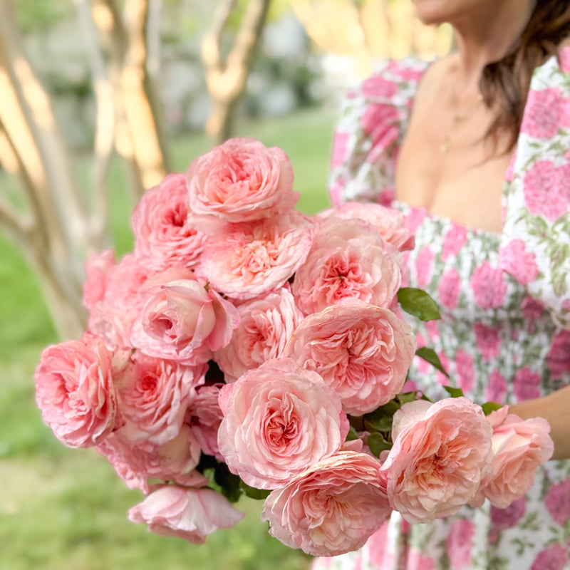 Sunbelt® Savannah™  Bare Root Rose Bush