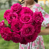 Stiletto™  Bare Root Tree Rose