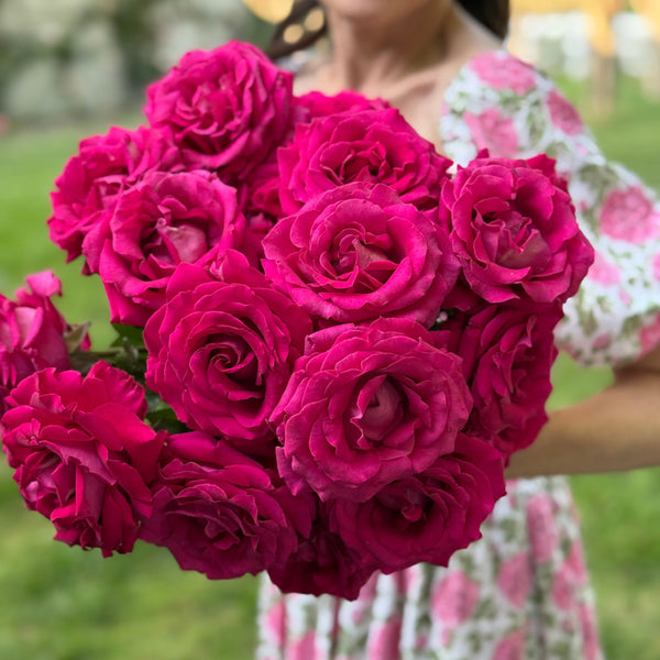 Stiletto™ Potted Tree Rose