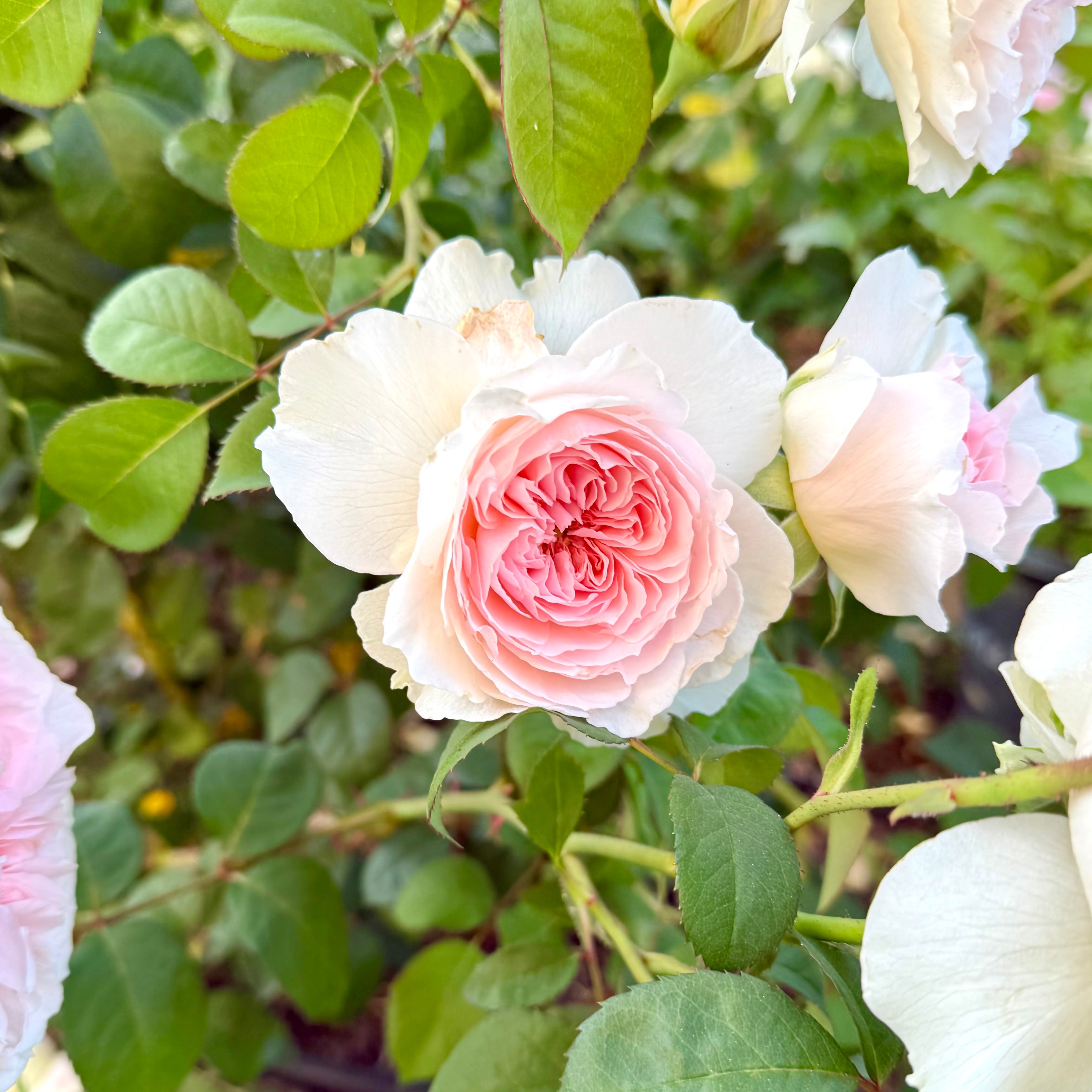 Tranquility™ by Clements Potted Rose Bush