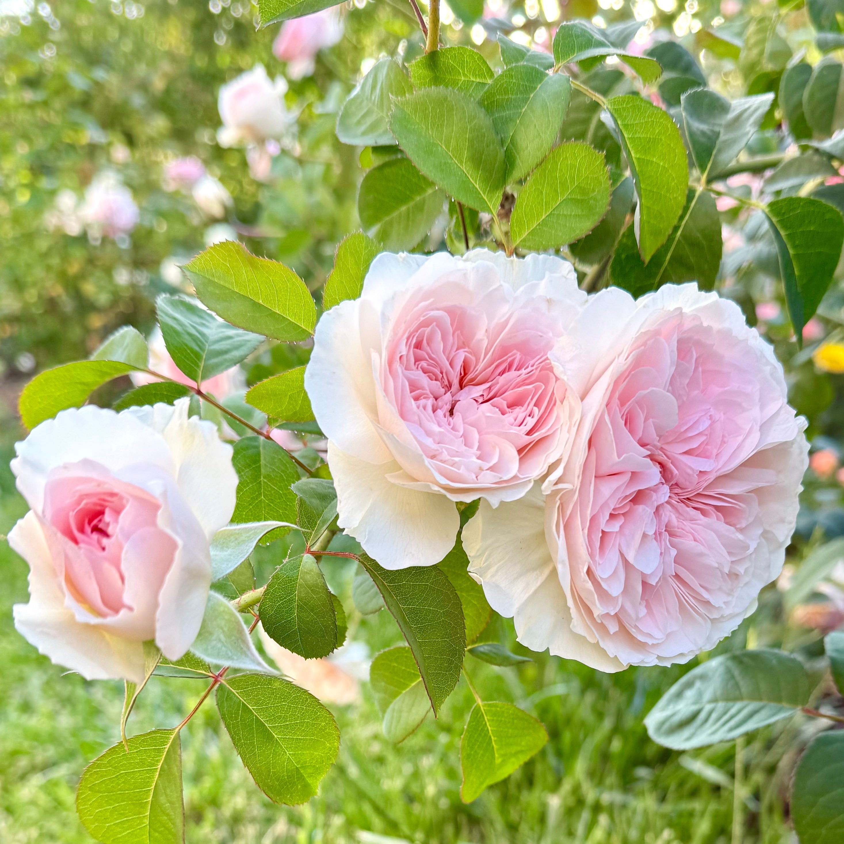 Tranquility™ by Clements Potted Rose Bush
