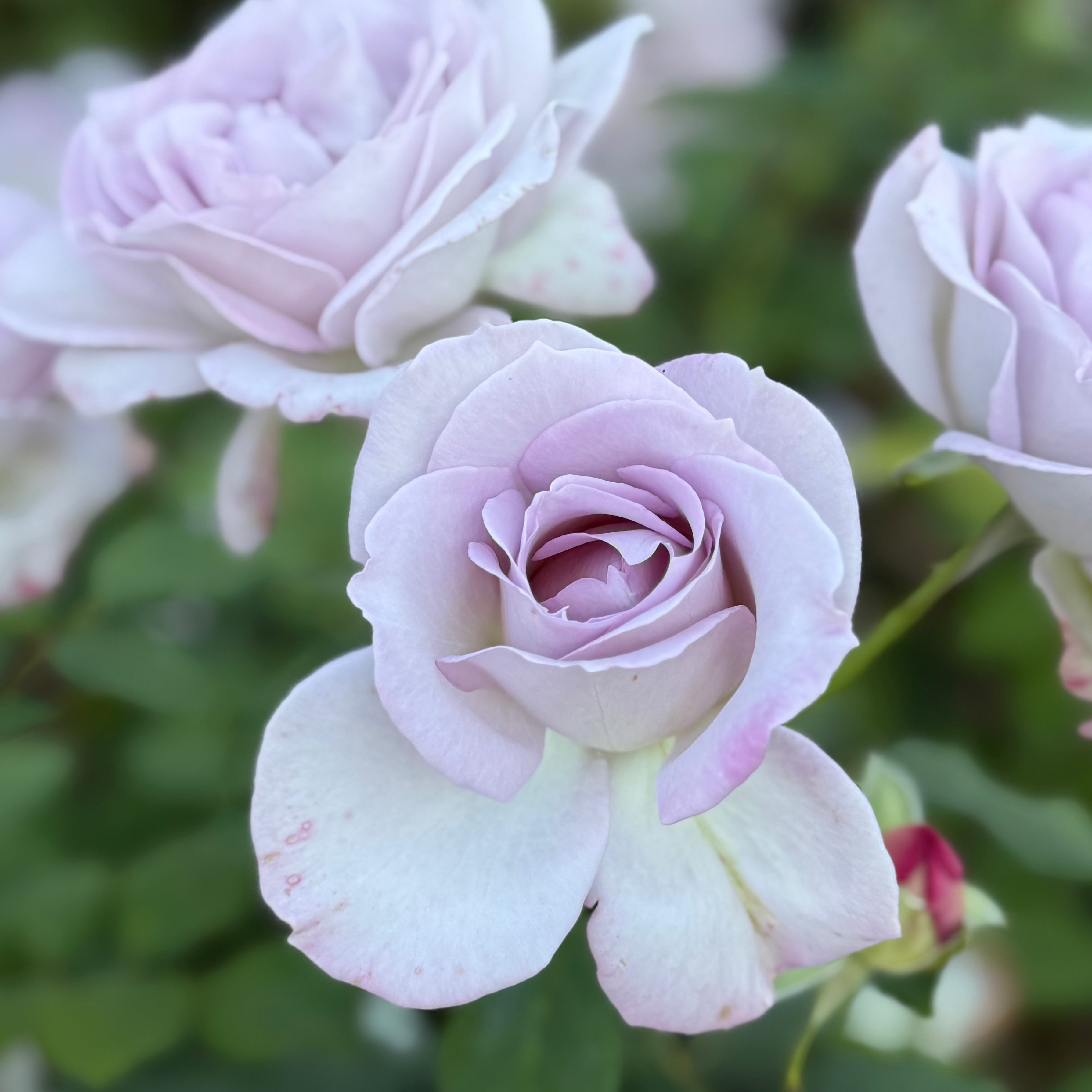Sterling Silver Potted Rose Bush