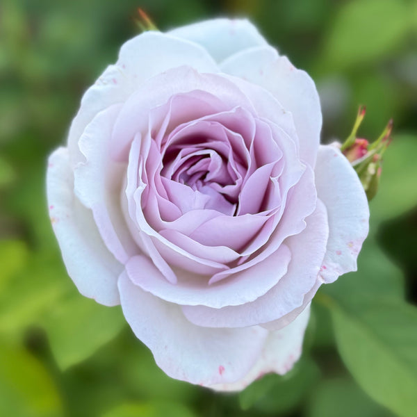 SILVER ROSE 配布CD 3枚セット　シルヴァローズ　シルバーローズ Sterling Silver Potted Rose Bush | Lavender Hybrid Tea Rose