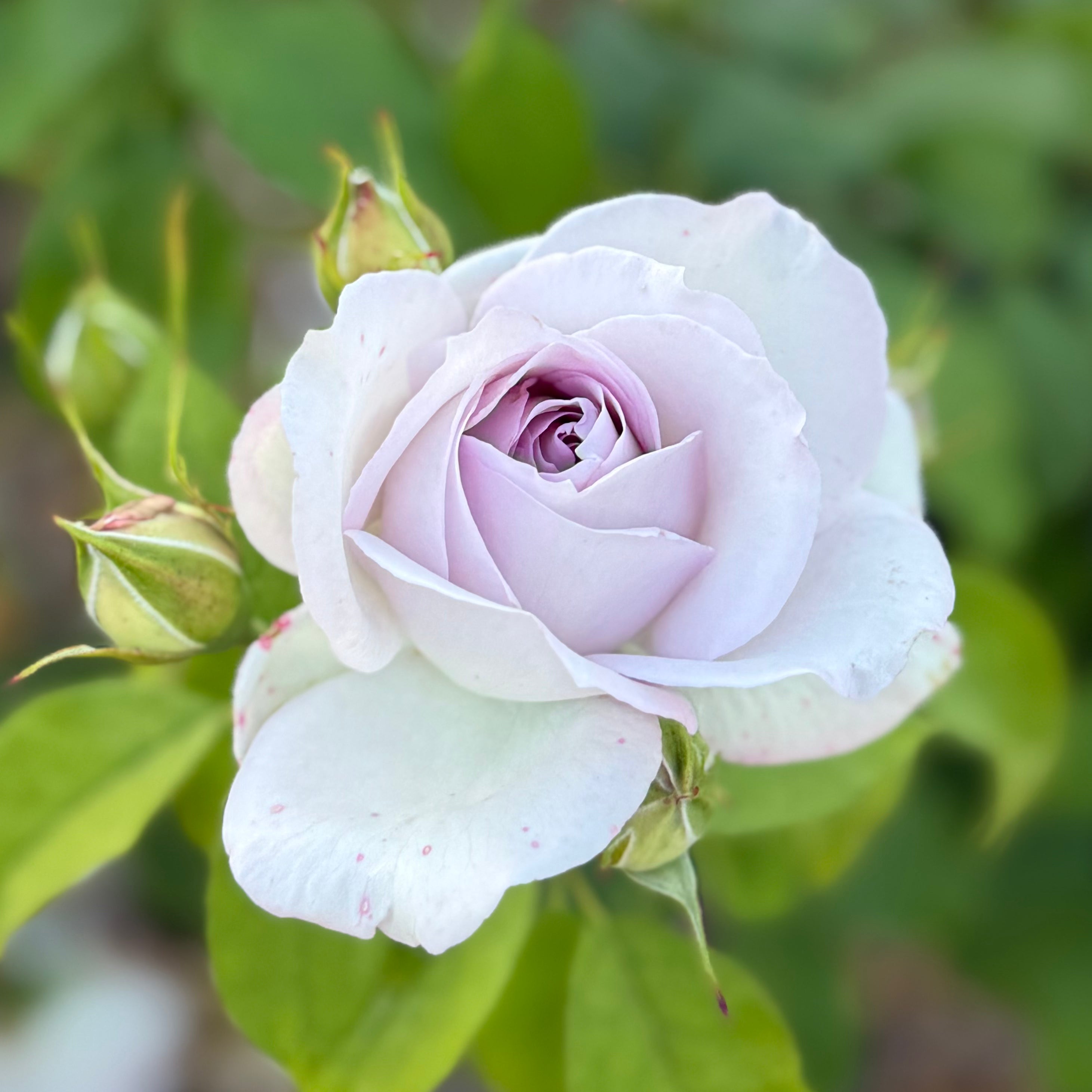 Sterling Silver Potted Rose Bush