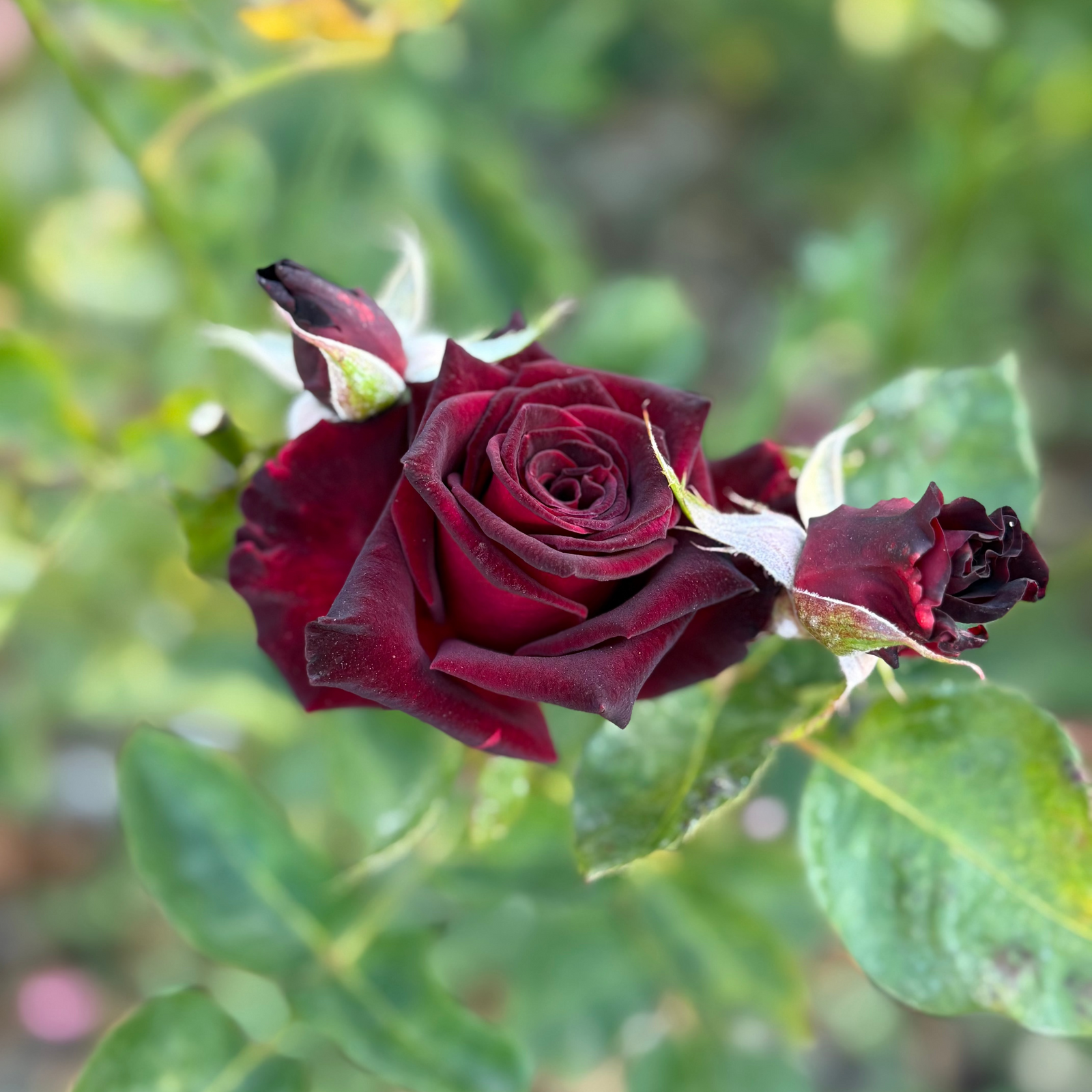 IMG_3184_1600x.heic?v=1761878728