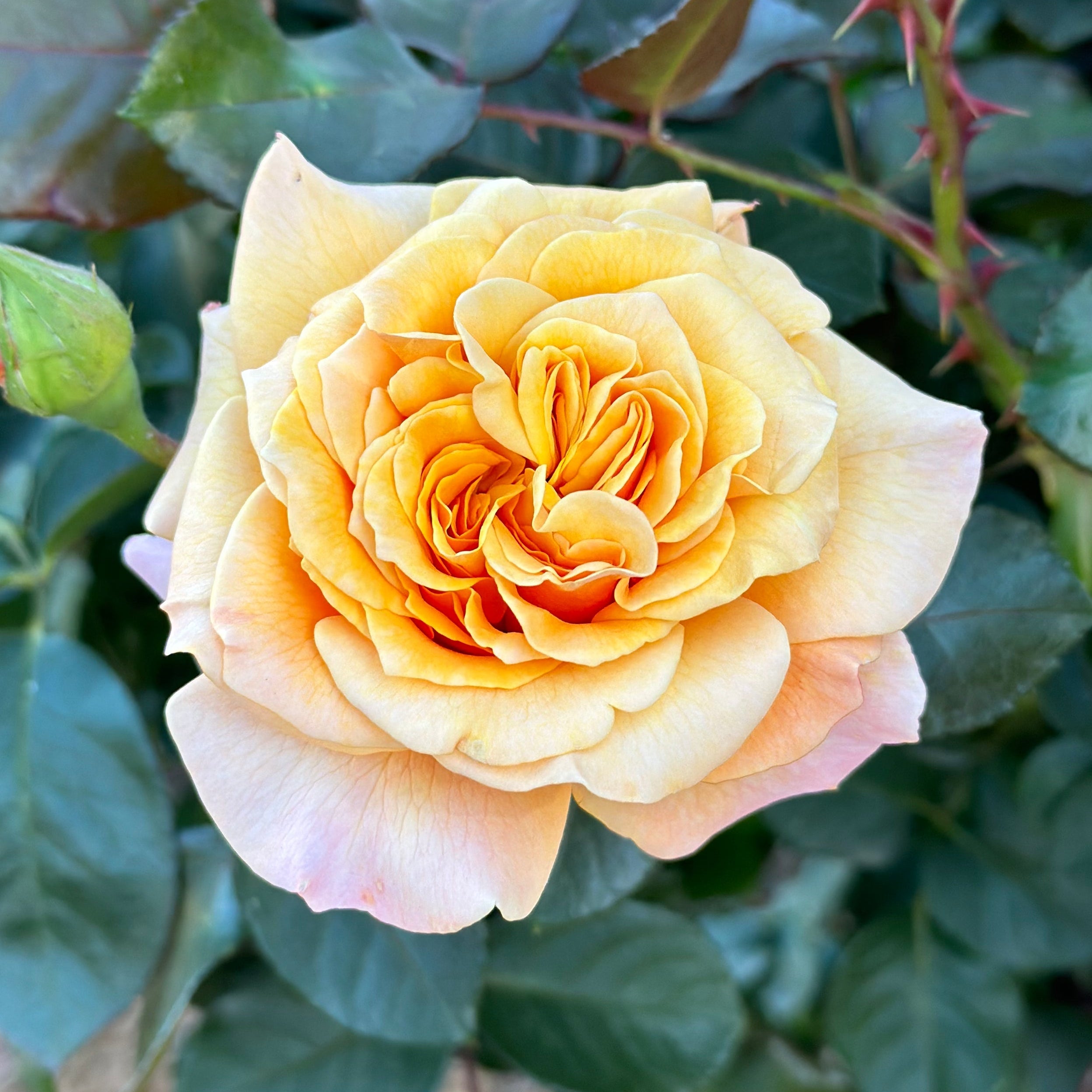 Morning Glow Potted Rose Bush | Apricot Rose Bush | Grace Rose Farm