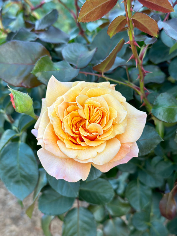 Morning Glow™ Bare Root Tree Rose