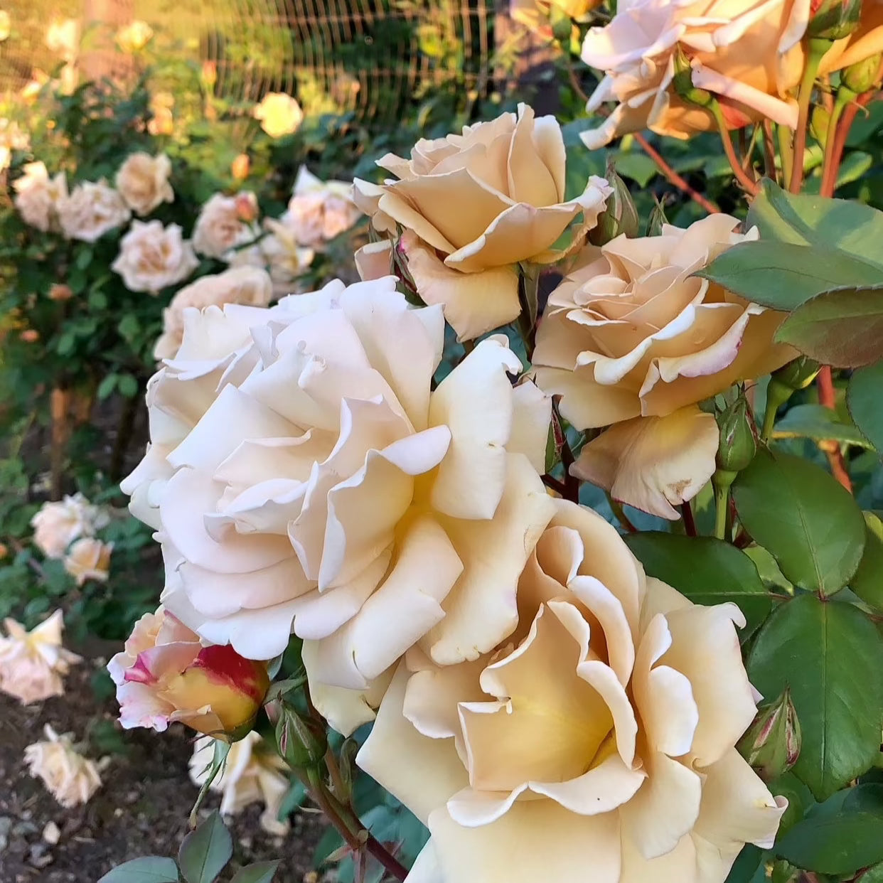 Butterscotch Climbing Potted Rose