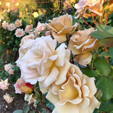 Butterscotch Climbing Potted Rose