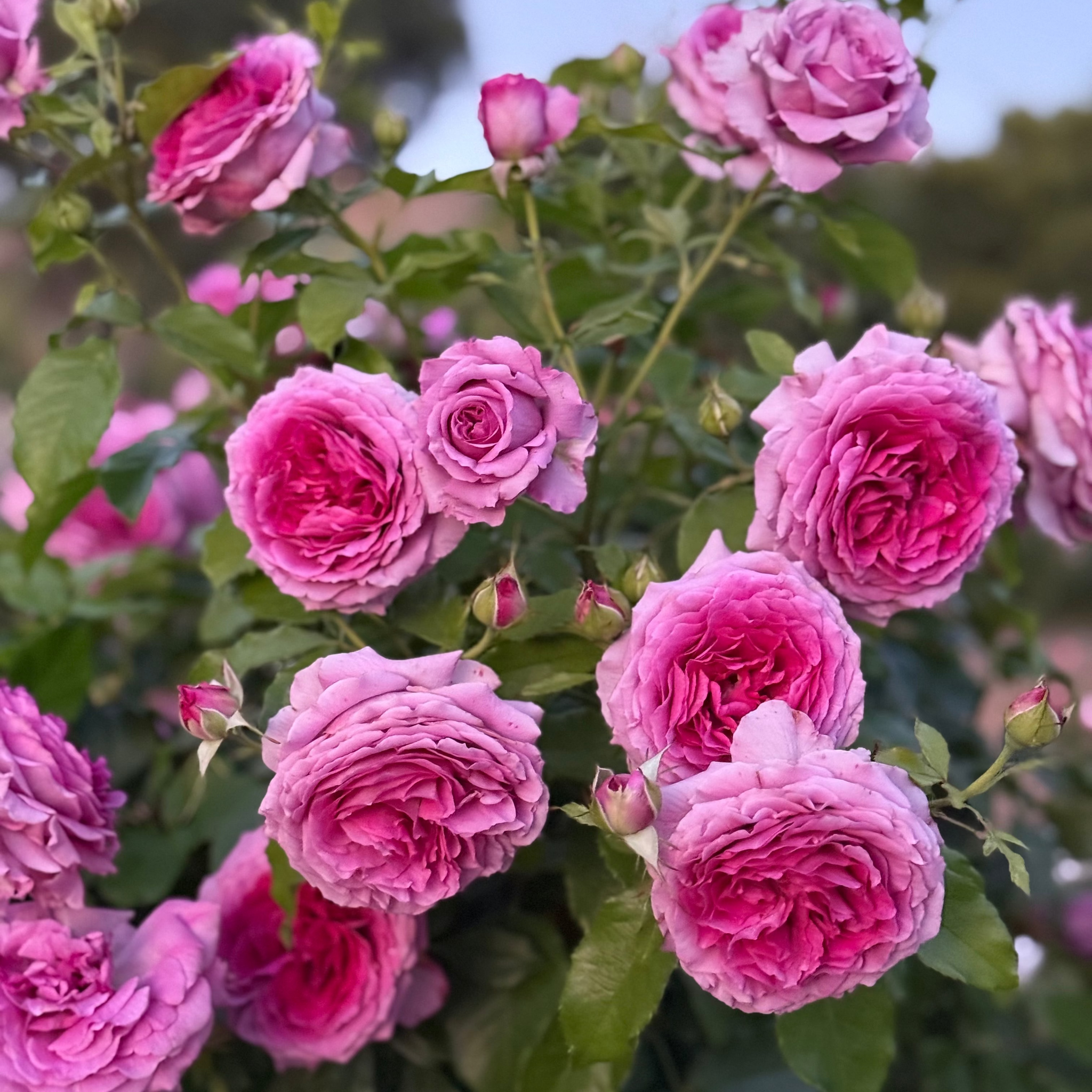 Sweet Madam Blue Rose | Lavender Potted Rose Bush | Grace Rose Farm