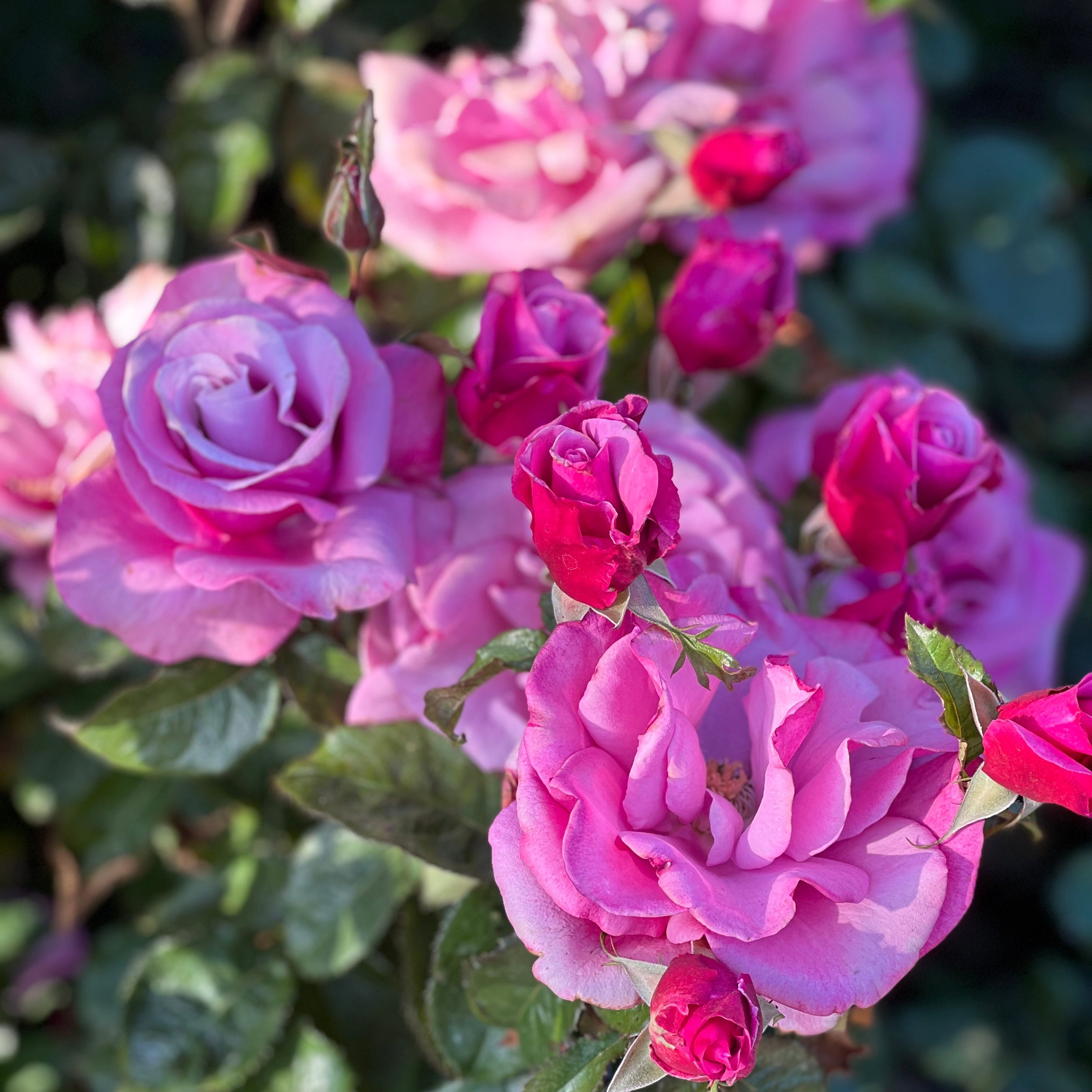 Barbra Streisand ™ Potted Rose Bush