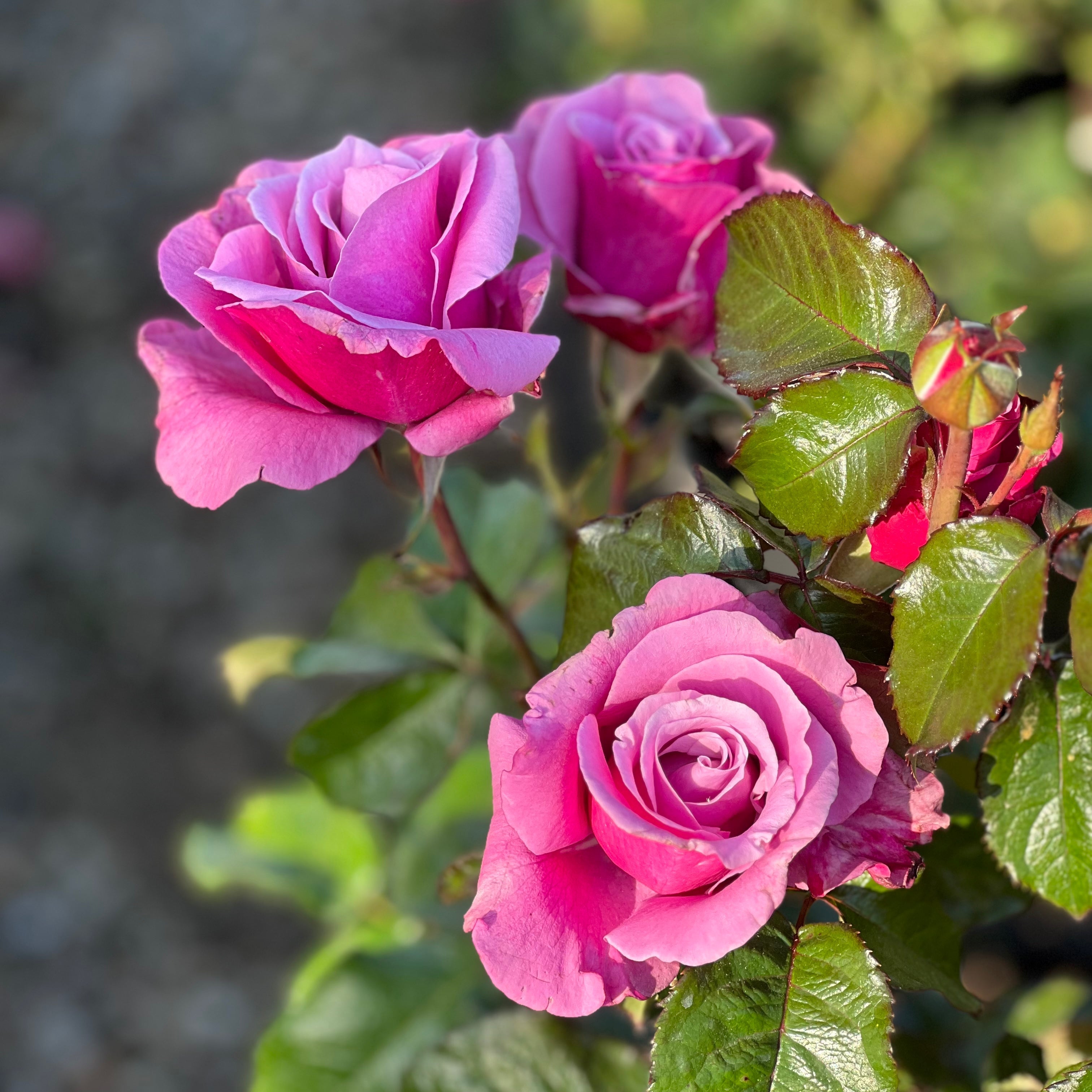 Grand Dame Tree Rose | Elegant Pink Tree Rose | Grace Rose Farm