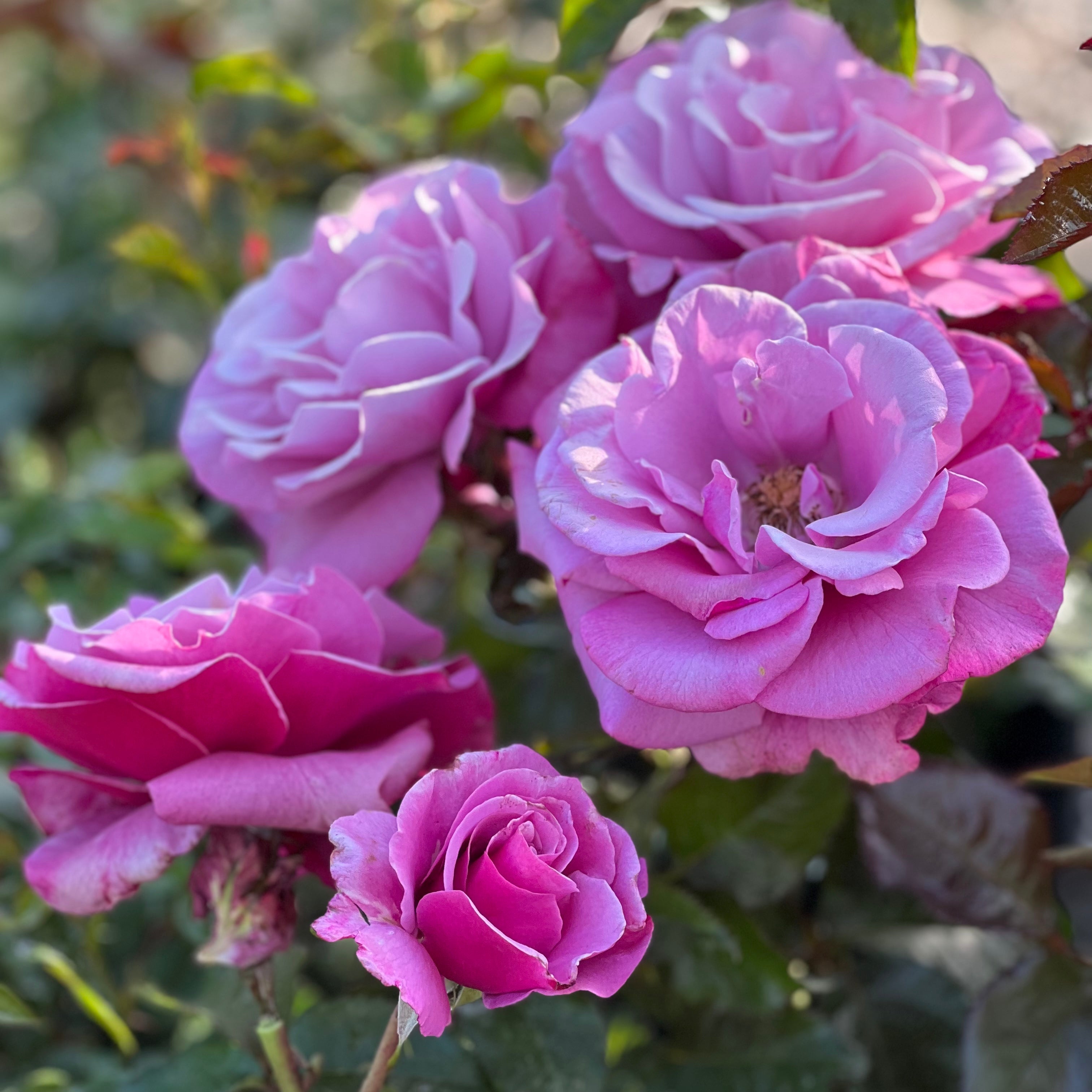 ローズ&ハーブ Barbra Streisand Rose | Lavender Hybrid Tea Rose | Grace Rose Farm