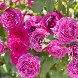 Light Years Away Bare Root Rose Bush