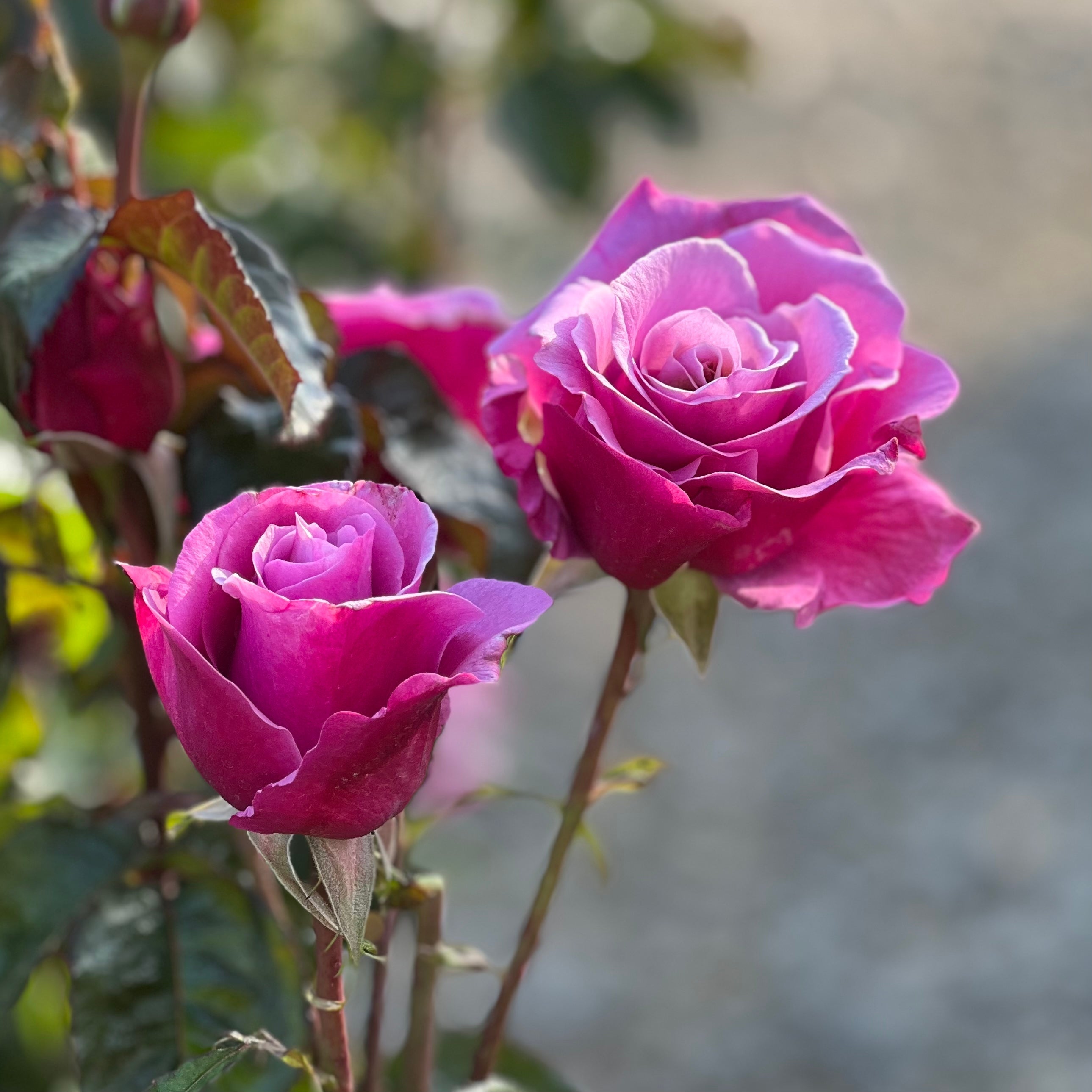 Barbra Streisand Tree Rose | Lavender Fragrant Tree Rose | Grace