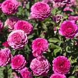 Light Years Away Bare Root Rose Bush