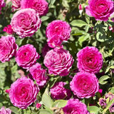 Light Years Away Bare Root Rose Bush