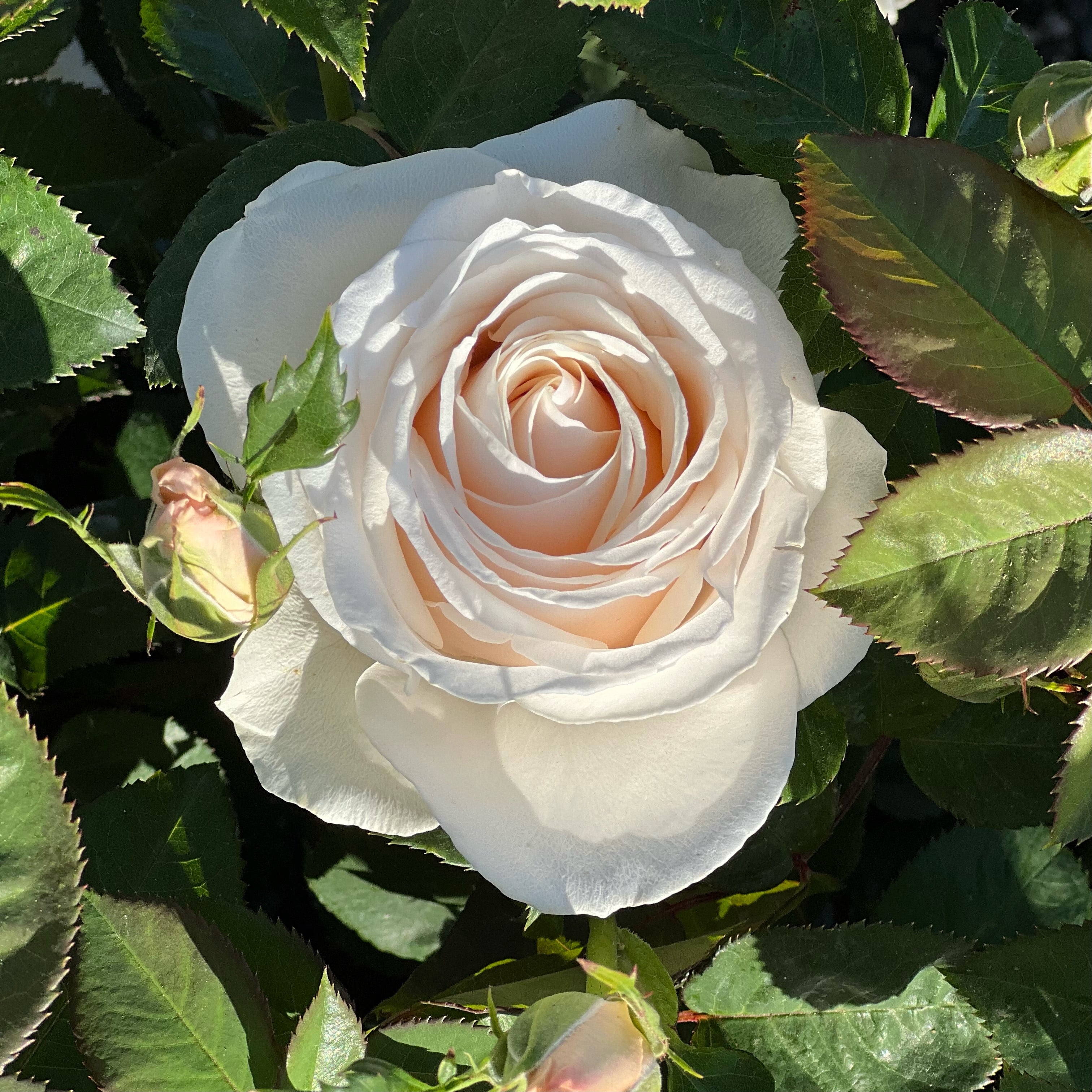 Easy Spirit™ Potted Rose Bush