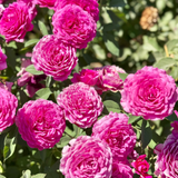 Close-up of pink flowers with green leaves in the background
