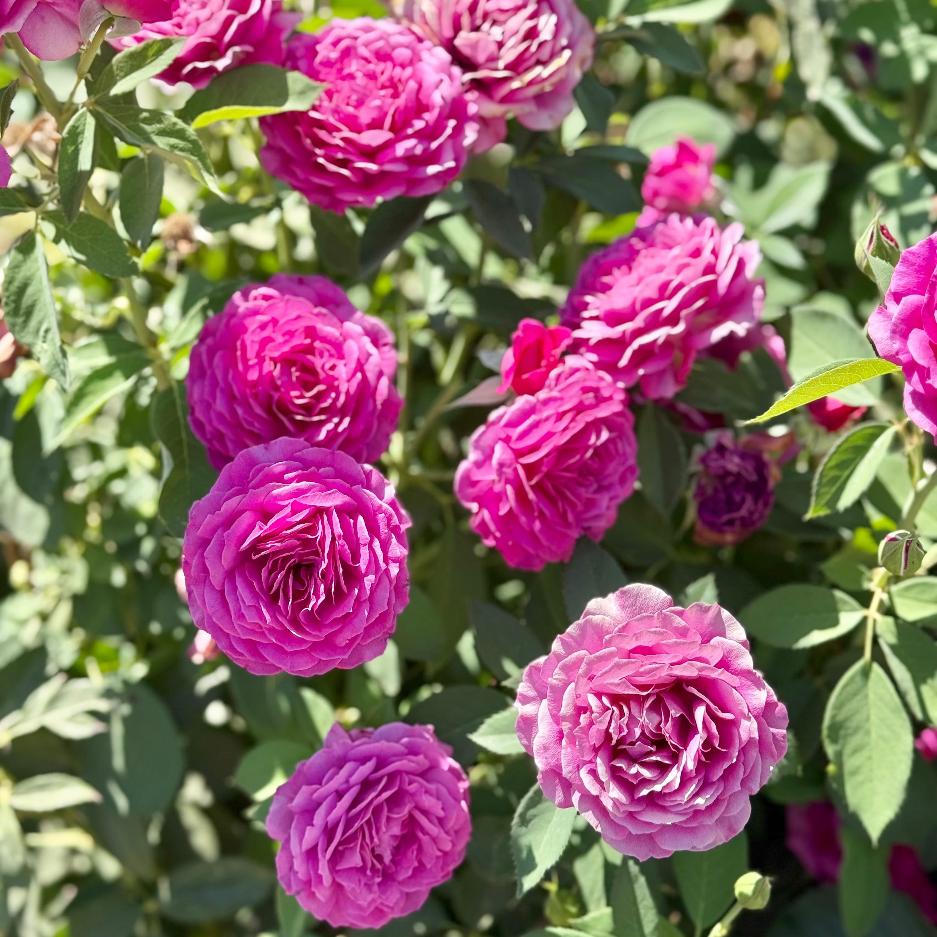 Light Years Away Bare Root Rose Bush