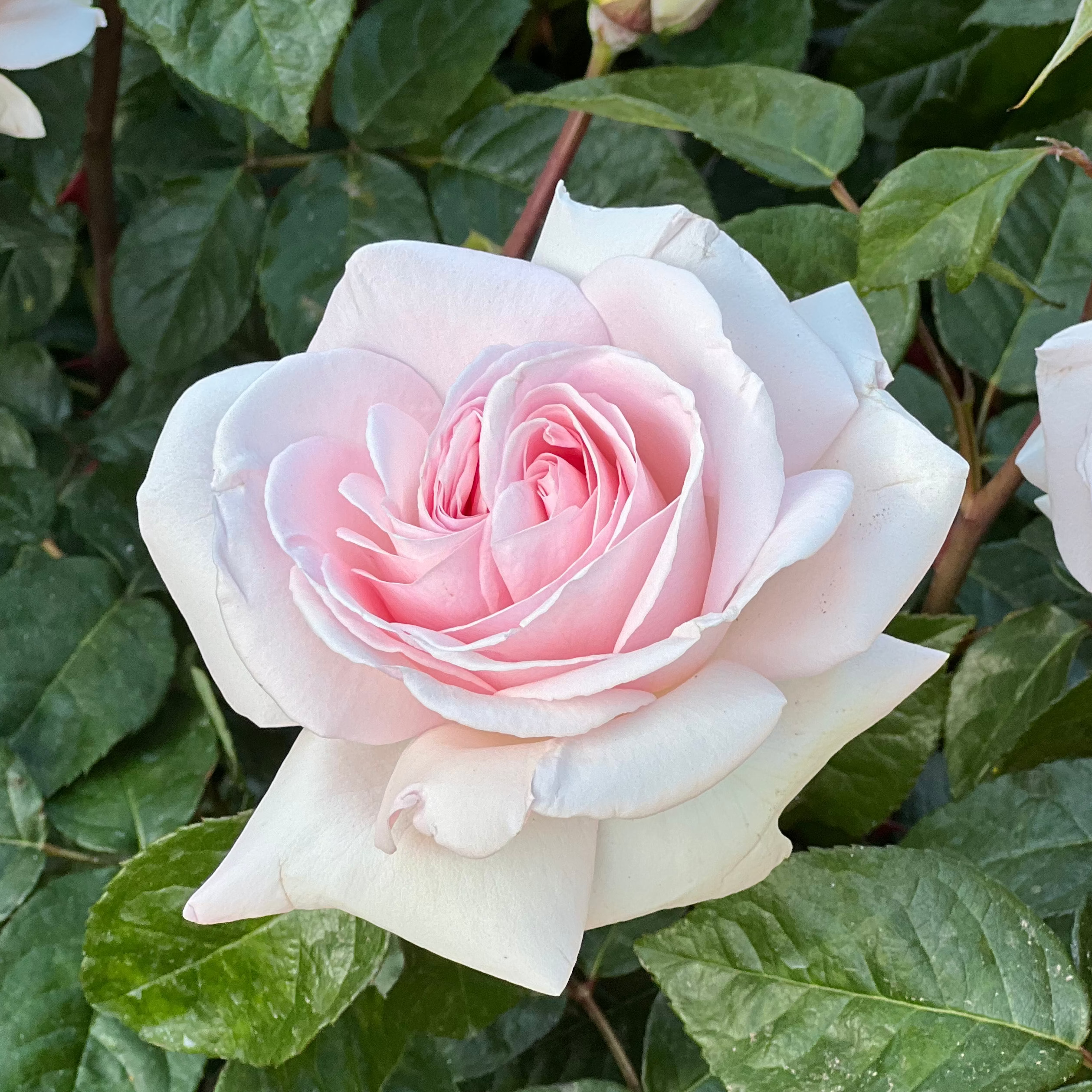 Grace Rose Farm Francis Meilland Rose Bush - Thumbnail 4