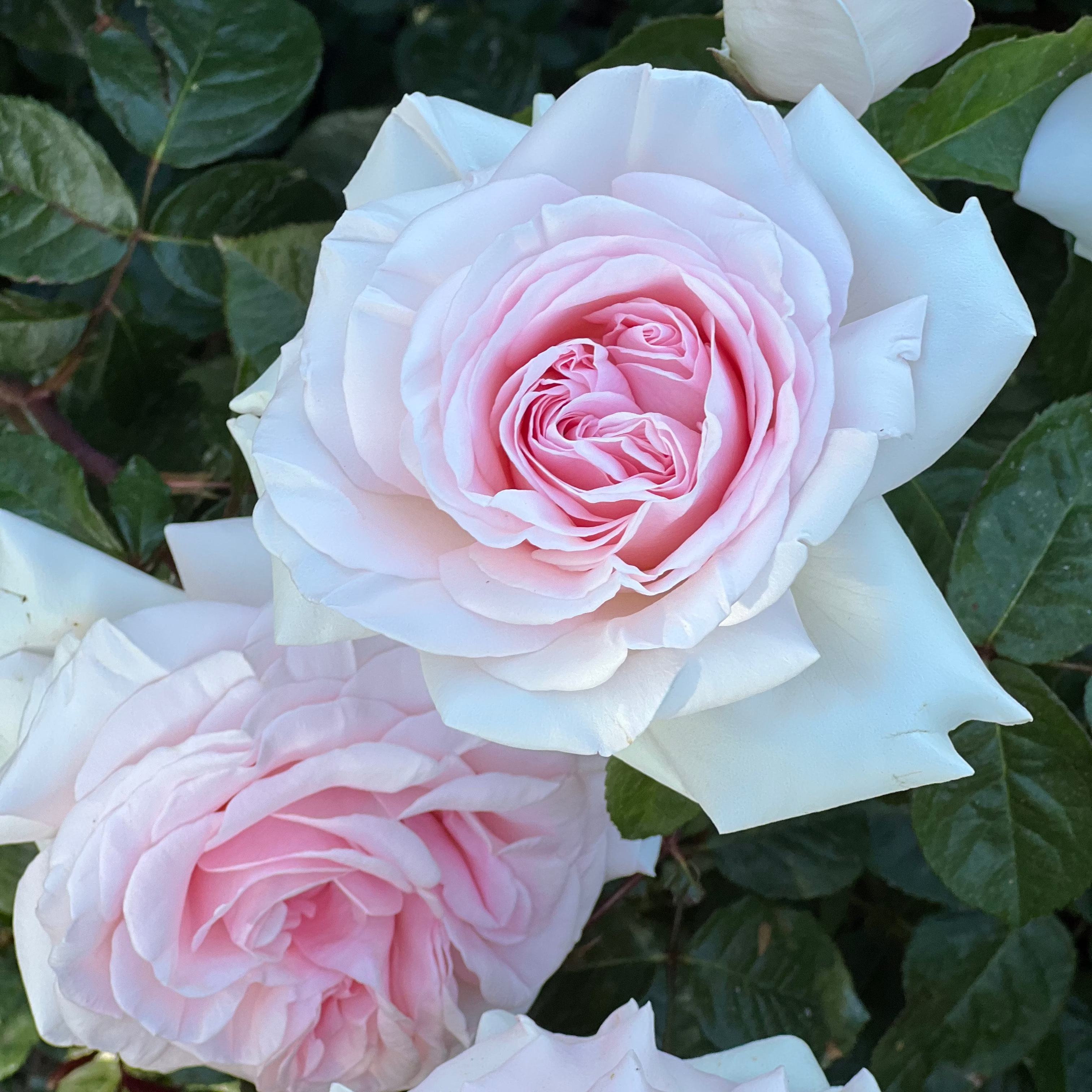 Francis Meilland® Potted Rose Bush