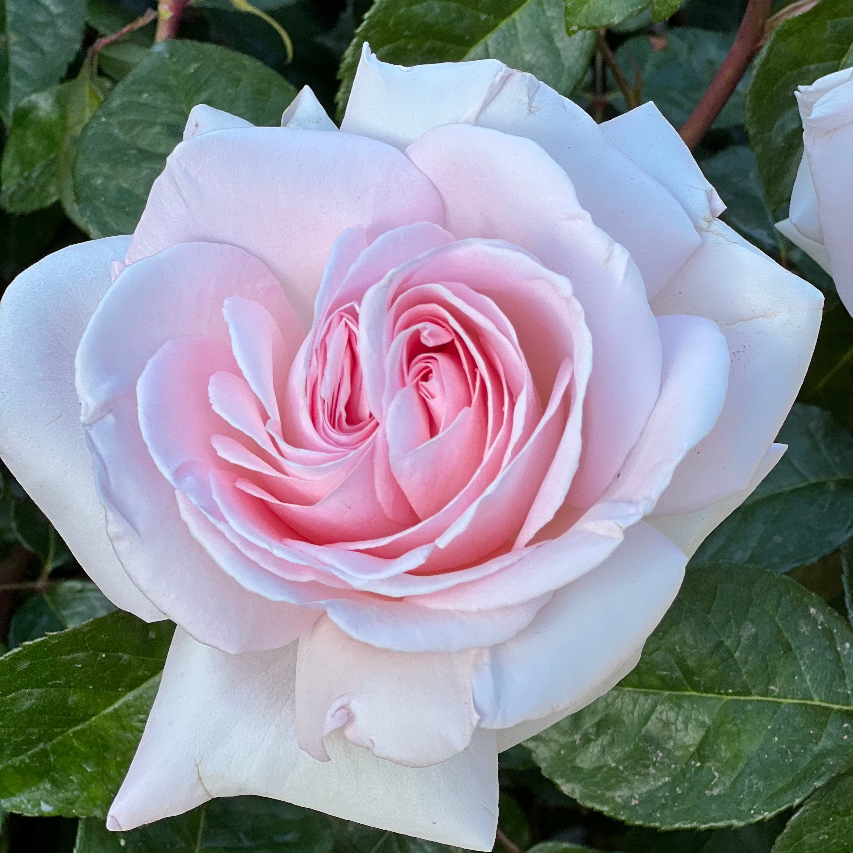 Grace Rose Farm Francis Meilland Rose Bush