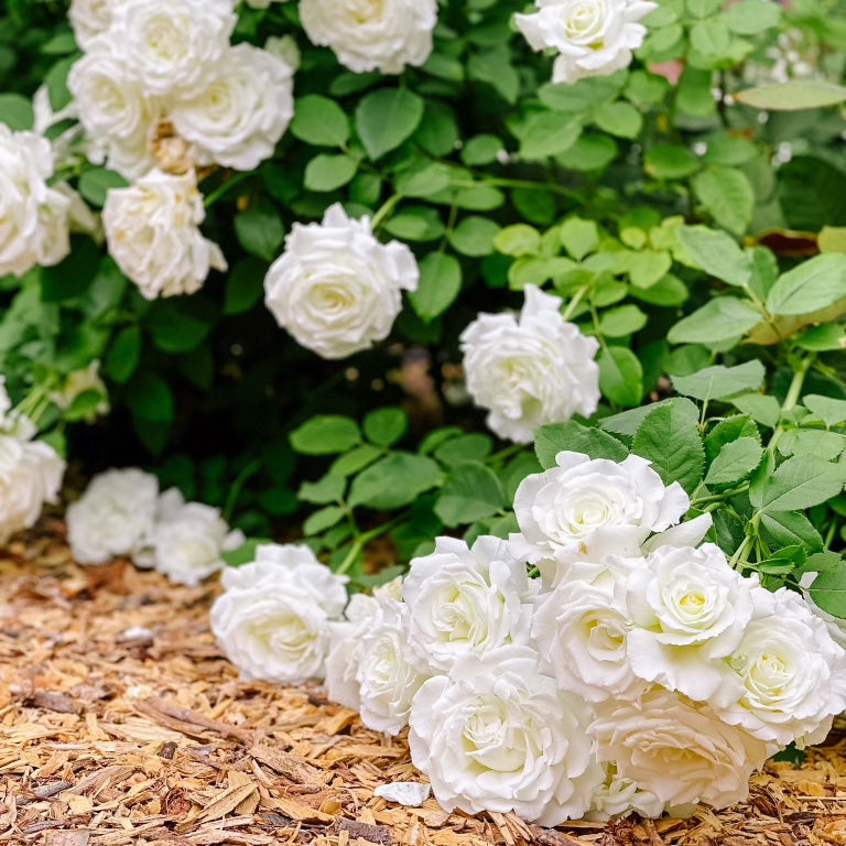 Pope John Paul II Potted Tree Rose