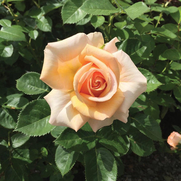 Devotion Bare Root Rose Bush