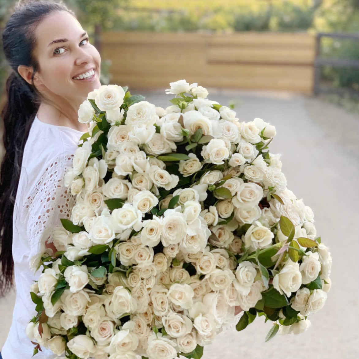 Pure Perfume Potted Rose Bush