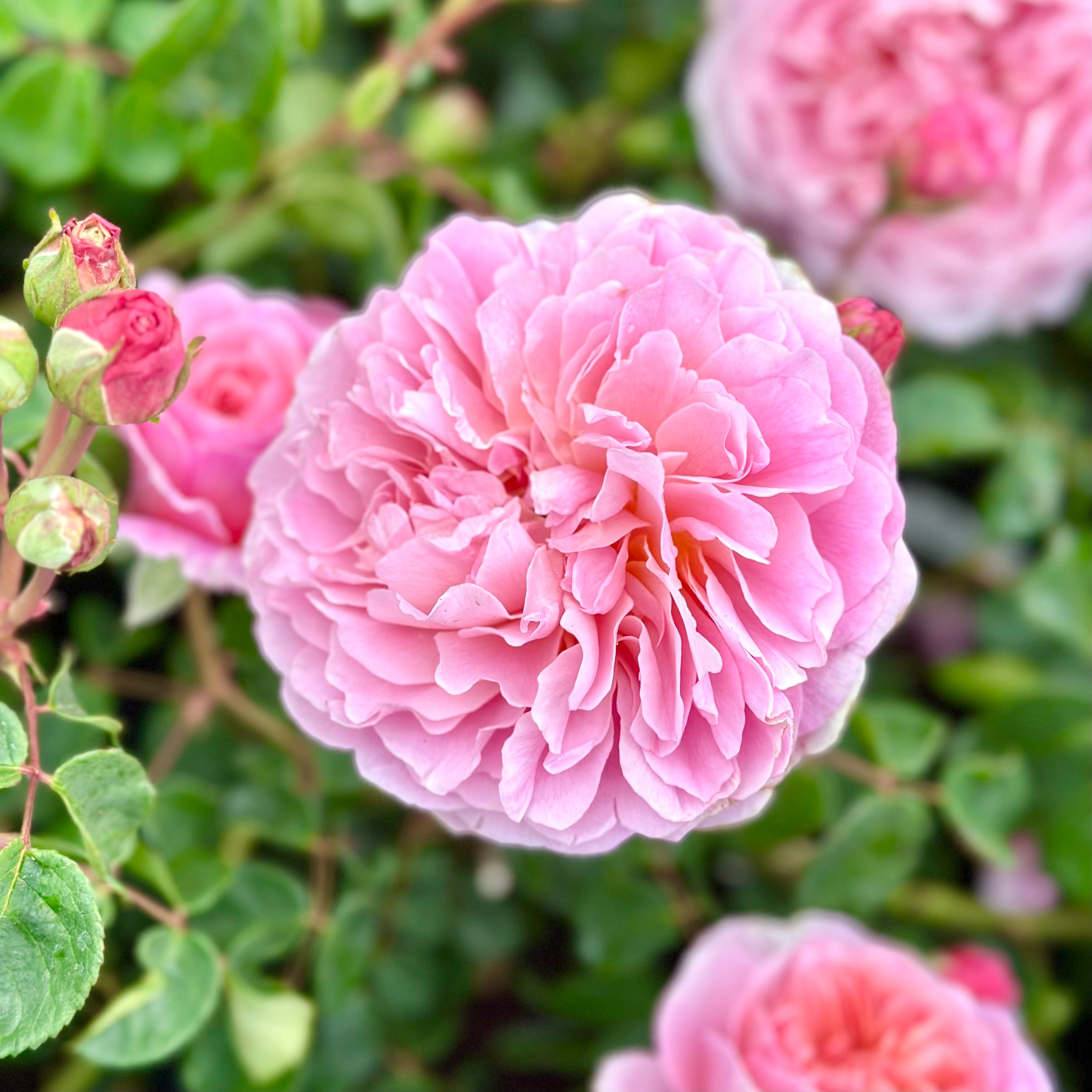 David Austin® Boscobel® Potted Rose Bush