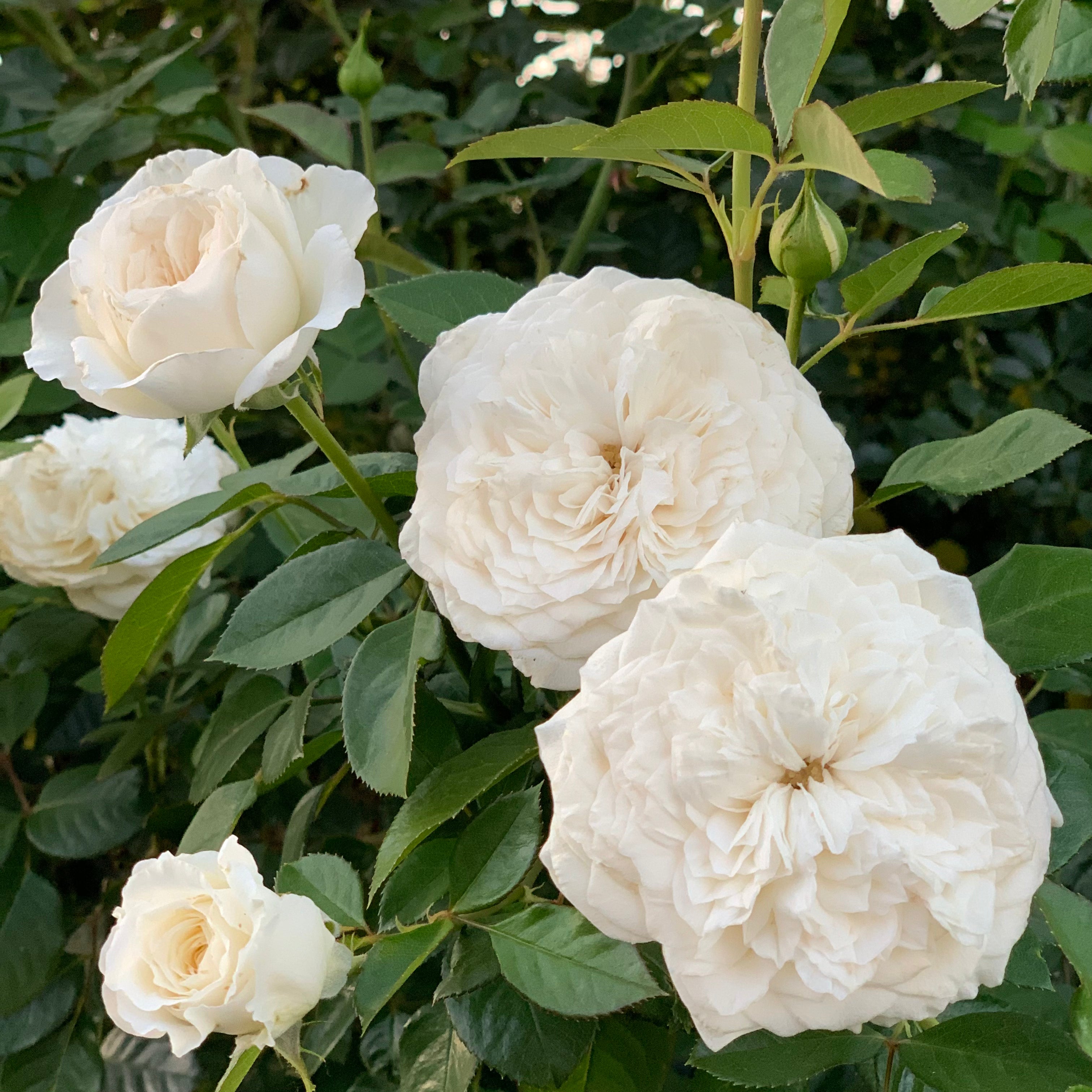 Pure Perfume Potted Rose Bush