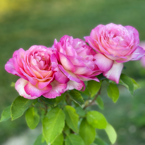Marc Chagall ™ Potted Rose Bush