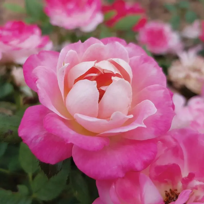 Sunblaze® Pink Potted Rose Bush - Grace Rose Farm