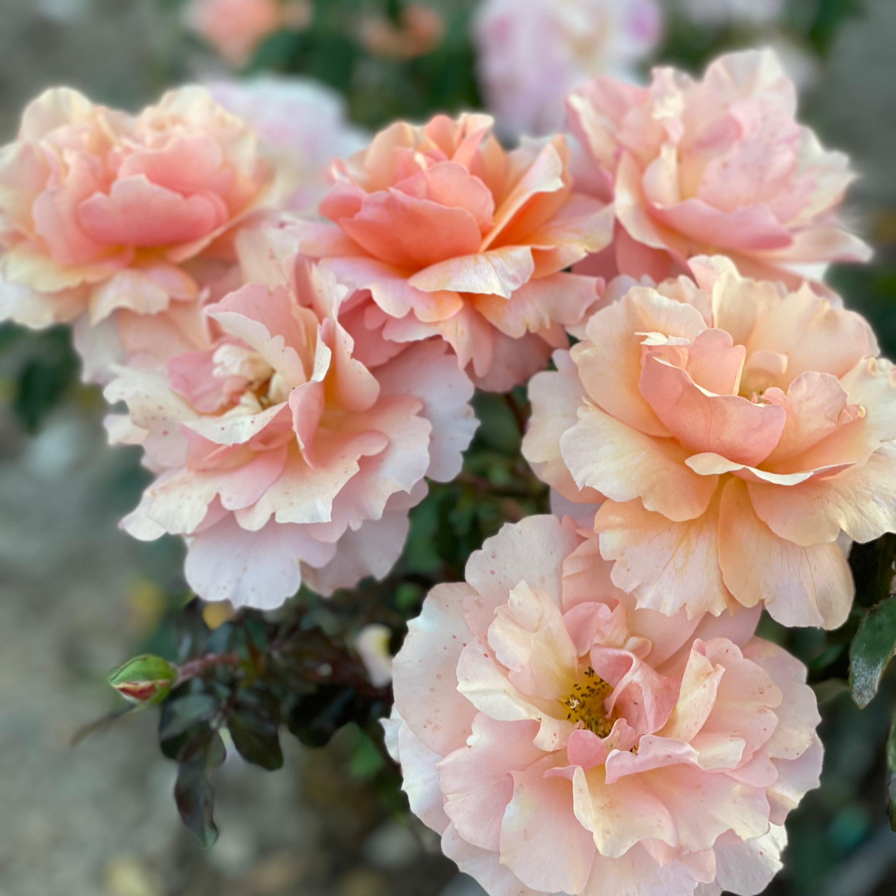 Sunbelt® Soul Sister™  Bare Root Rose Bush