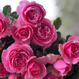 All Dressed Up™ Bare Root Tree Rose