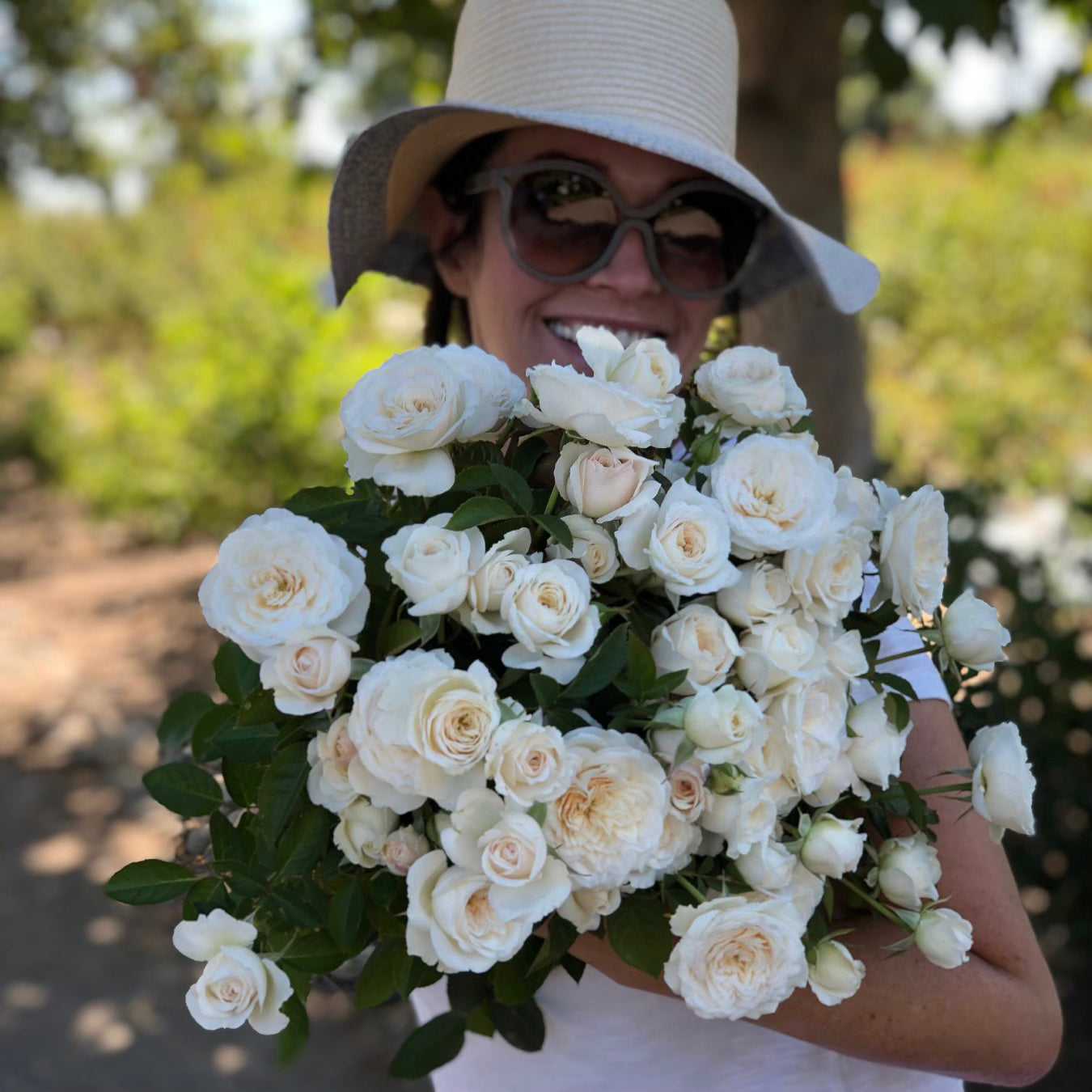 Pure Perfume Potted Rose Bush