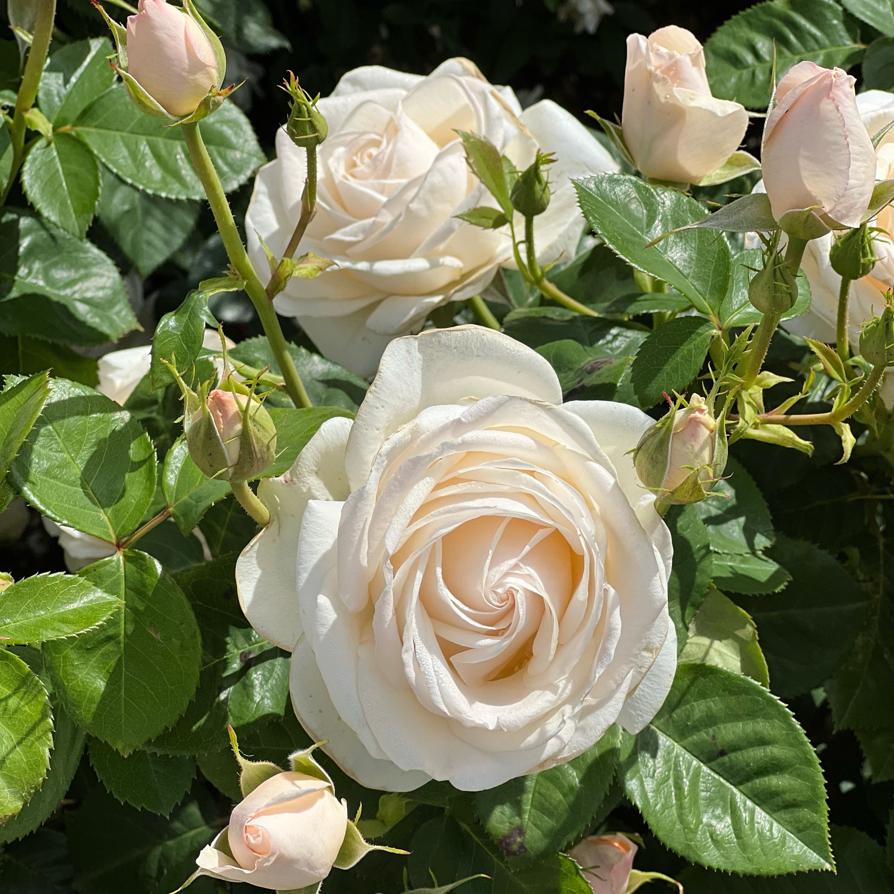 Easy Spirit Rose | White Floribunda Rose | Grace Rose Farm